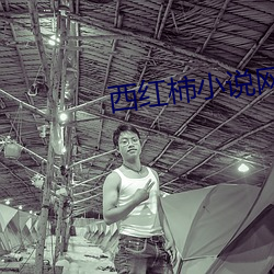 西红柿小说网