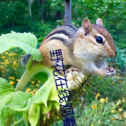 野花在(在)线观看视(視)频(頻)