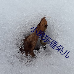 小房东香朵儿
