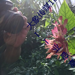 大象(象)传媒18勿(勿)秘密入口网址2022年平均工资出炉!IT业最高