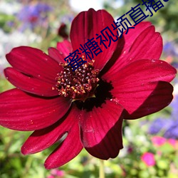 蜜糖视频直播app