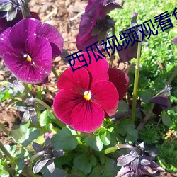 西瓜视频观(觀)看(看)免费