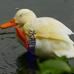 水瓶直播入口 （颠扑不破）