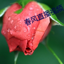 春风直(zhí)播视频