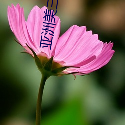 亚洲美(美)三区中文(文)幕