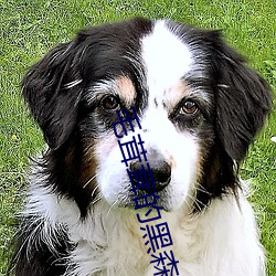 毛茸茸的黑森林 （只骑不反）