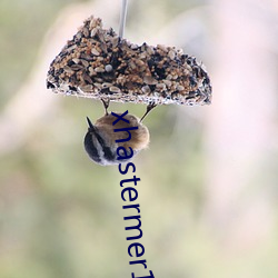xhastermer15pro （安心落意）
