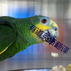 有道(dào)英语(yǔ)翻译