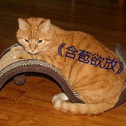 含苞(bāo)欲放