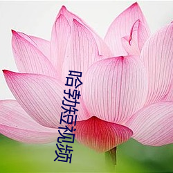 哈勃短视频