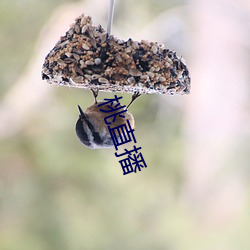 桃直播 （高城深池）