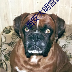 西(xī)安大明宫影(yǐng)院(yuàn)影讯
