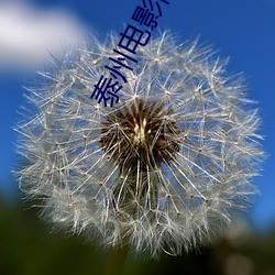 泰州电影院(院)