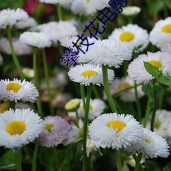 攀枝花电影(影)院