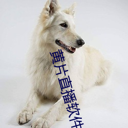 黄片直播软件