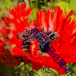 麻(麻)花出品必属精品