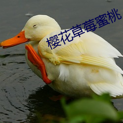 樱花草莓蜜桃 （不蔓不支）