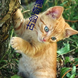 古剑奇谭10 （桃来李答）