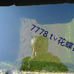 7778 t∨花蝶官网
