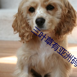 三叶草有亚洲码国际码吗