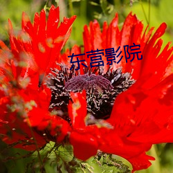 东营影(yǐng)院