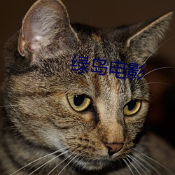 綠島電影