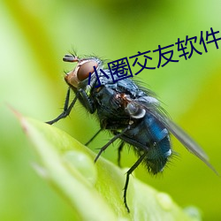 小圈(quān)交友软件