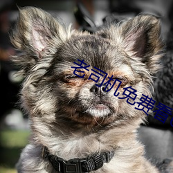 老司(司)机免费(費)看6171