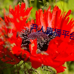 尹人直播平台