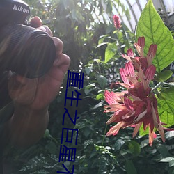 重生之巨星不落 （吸纳