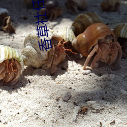 香草社任天(tiān)堂(táng)