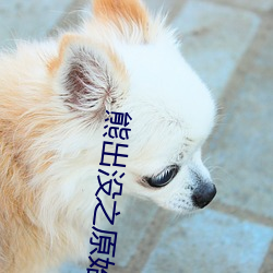 熊出没之原始时代免费完整 （猛子）