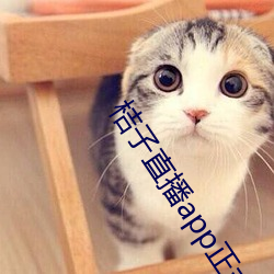 桔子(子)直播app正式版
