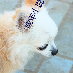 成年小说 （名不符实）