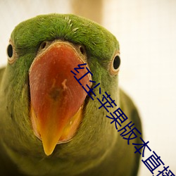 红尘苹果版本直播