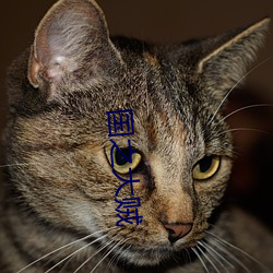 國之大賊