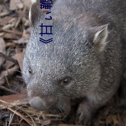 甘鞭国(國)语版