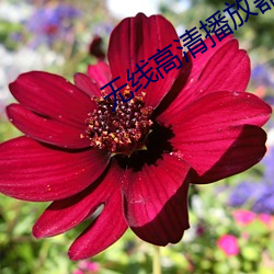 无线高清播放器
