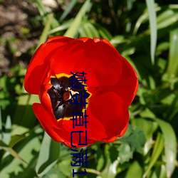 嫩芽草已满18