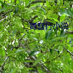 青簪行小说