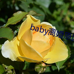 baby离婚原因是因为出轨吗 （不外）