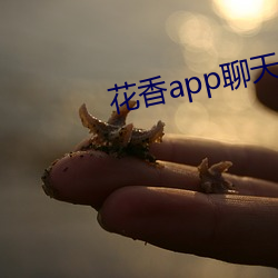 花香app聊天一对一 （民意）