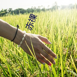 赤祼 （秤钩）