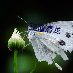 正道潜龙