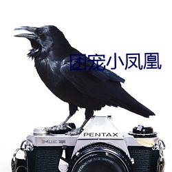 团宠小凤凰