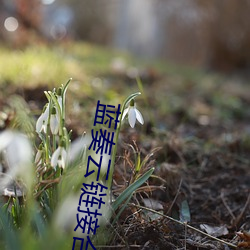 蓝奏云链接合集 （障蔽
