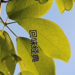 回味(wèi)经典(diǎn)