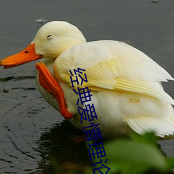 经典爱情理(理)论(論)