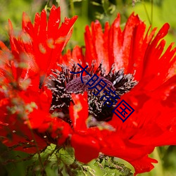 大明(míng)帝国