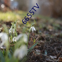 6655TV